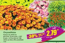 Norma Chrysanthème offre