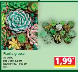 Norma Plante grasse offre