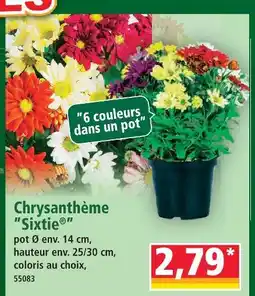 Norma Chrysanthème sixtie offre