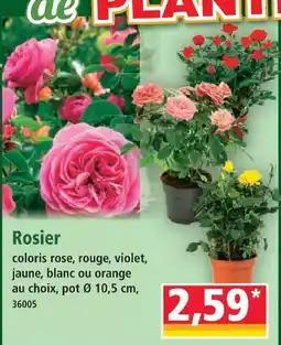 Norma Rosier offre