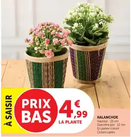 Super U KALANCHOE offre