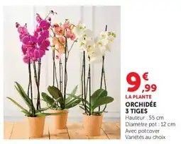 Super U LA PLANTE ORCHIDÉE 3 TIGES offre