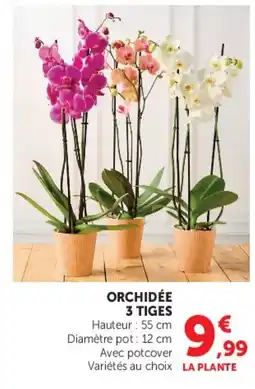 U Express ORCHIDÉE 3 TIGES offre