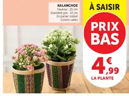 U Express KALANCHOE offre