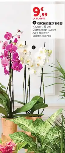 Hyper U Orchidée 3 tiges offre