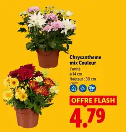 Lidl Chrysanthème mix Couleur offre