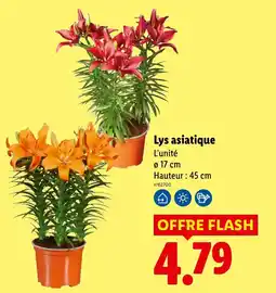 Lidl Lys asiatique offre