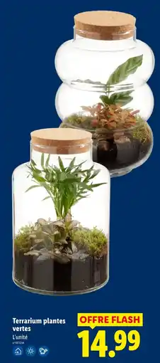 Lidl Terrarium plantes vertes offre