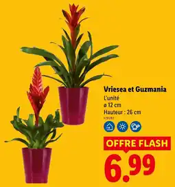 Lidl Vriesea et Guzmania offre