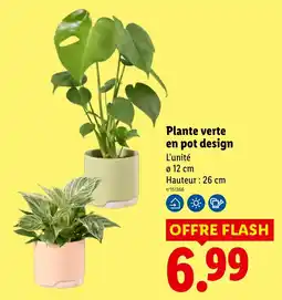 Lidl Plante verte en pot design offre
