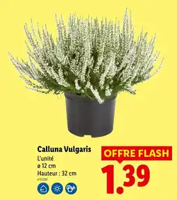 Lidl Calluna Vulgaris offre