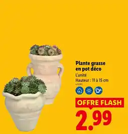 Lidl Plante grasse en pot déco offre
