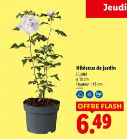Lidl Hibiscus de jardin offre