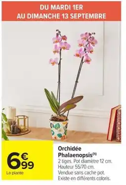 Carrefour Market Orchidée Phalaenopsis offre