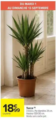Carrefour Market Yucca (h) offre