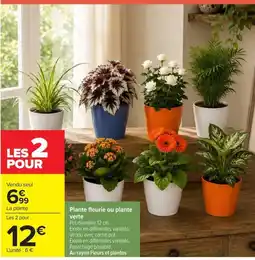 Carrefour Market Plante fleurie ou plante verte offre