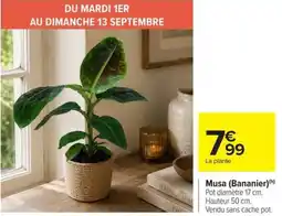 Carrefour Market Musa (Bananier) offre