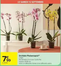 Carrefour Drive Orchidée phalaenopsis offre
