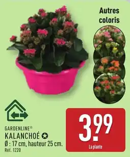 ALDI GARDENLINE KALANCHOÉ offre