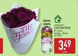 ALDI GARDENLINE CHRYsanthème offre