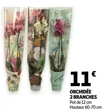 Auchan Orchidée 2 branches offre