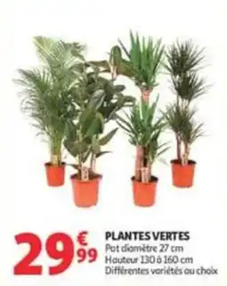 Auchan Supermarché PLANTES VERTES offre