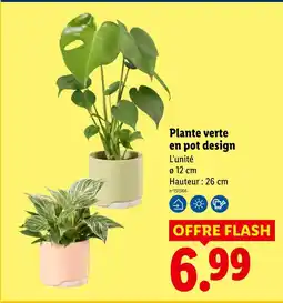 Lidl Plante verte en pot design offre
