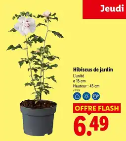 Lidl Hibiscus de jardin offre