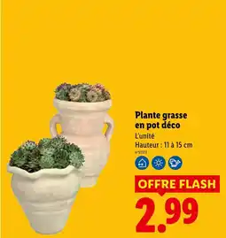 Lidl Plante grasse en pot déco offre