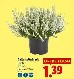 Lidl Calluna vulgaris offre