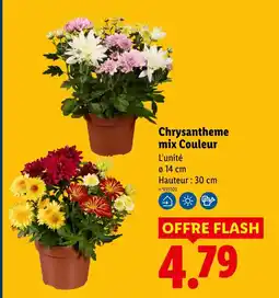 Lidl Chrysantheme mix couleur offre