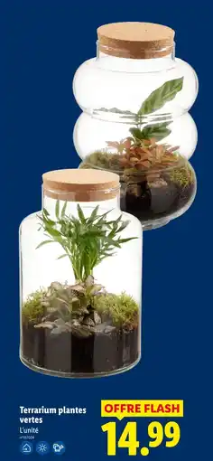 Lidl Terrarium plantes vertes offre