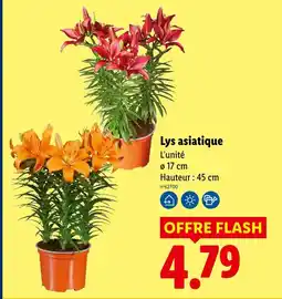 Lidl Lys asiatique offre