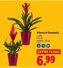 Lidl Vriesea et guzmania offre