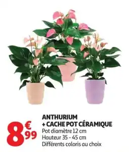 Auchan ANTHURIUM offre