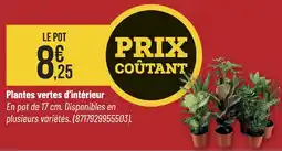 Bricorama Plantes vertes d'intérieur offre