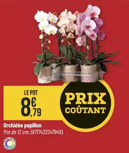 Bricorama KOLIBRI Orchidée papillon offre