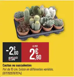 Bricorama Cactus ou succulentes offre