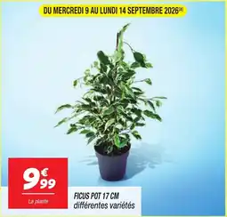 Netto FICUS offre