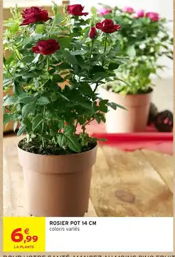 Intermarché Hyper ROSIER POT 14 CM offre