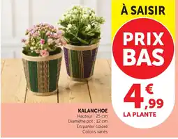 Maximarché KALANCHOE offre