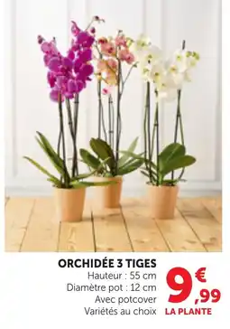 Maximarché ORCHIDÉE 3 TIGES offre