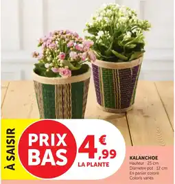 Bi1 KALANCHOE offre