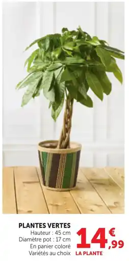 Bi1 PLANTES VERTES offre