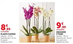 Bi1 LA PLANTE ORCHIDÉE offre