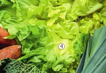 Colruyt Salade scarole offre