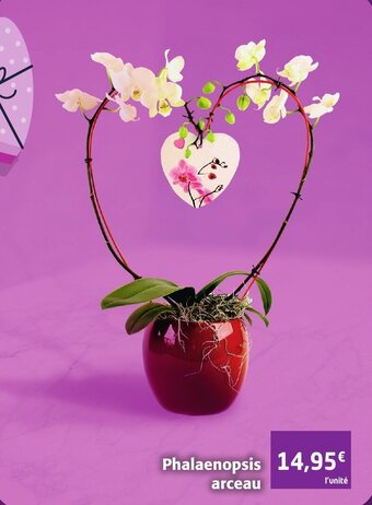 Phalaenopsis arceau