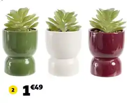 GiFi COLONA Succulente offre