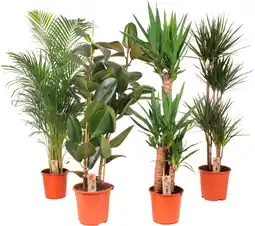 Auchan Sans marque plantes vertes offre