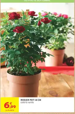 Intermarché Contact ROSIER POT 14 CM offre